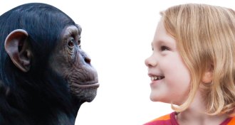 chimpanzee and human