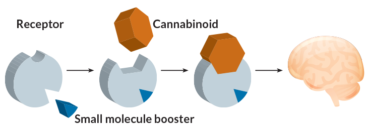 cannabinoid receptors