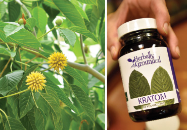 Kratom
