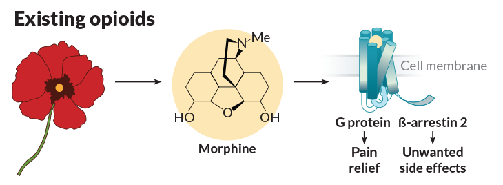 morphine pain relief