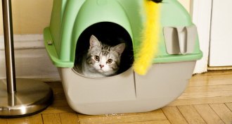 kitten in a litterbox
