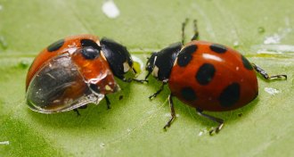 ladybug with clear wing case