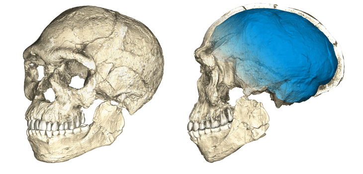 CT scans of potential earliest Homo sapiens