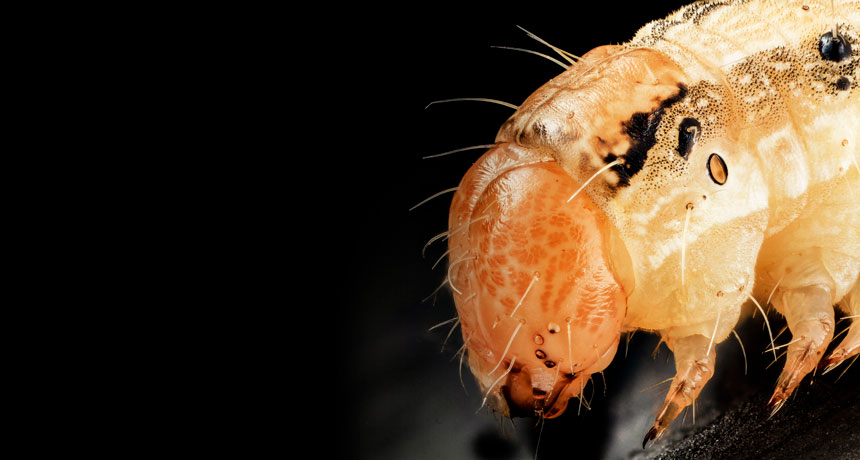 corn earworm
