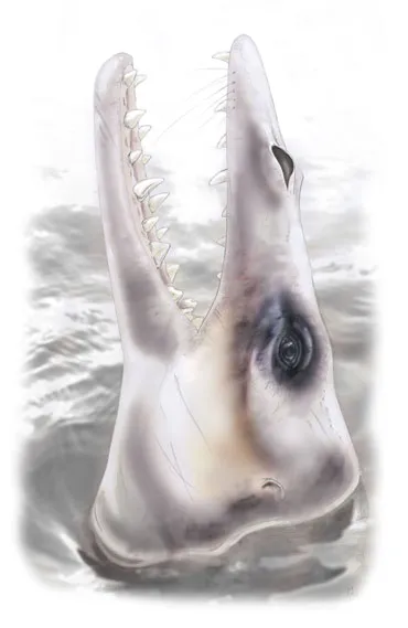 proto whale illustration