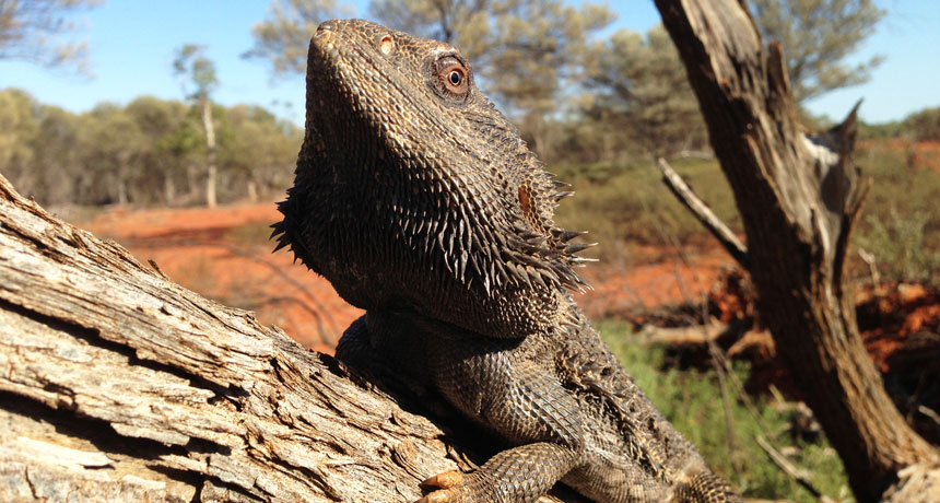 Australian bearded dragons