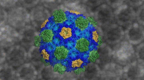microcompartment from Haliangium ochraceum