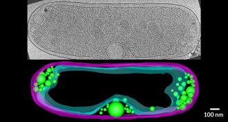 vesicle in the bacterium Halothiobacillus neapolitanus