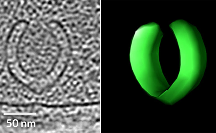 horseshoe-shaped vesicles in a bacterium