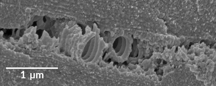 magnified dragonfly wing