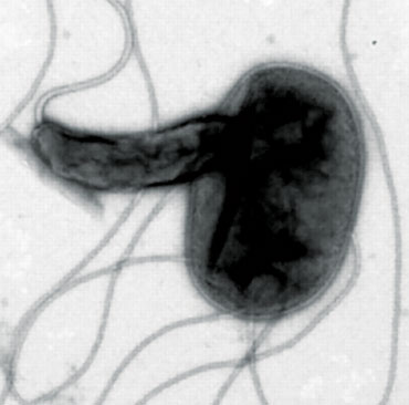Bdellovibrio attacks Salmonella