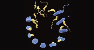 Bdellovibrio bacteria