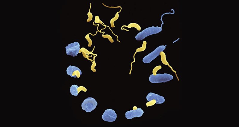 Bdellovibrio bacteria