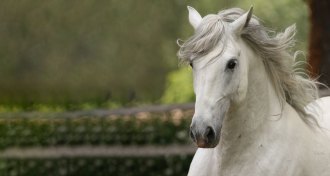Lipizzan horse
