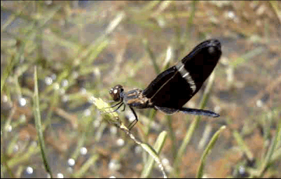 dragonfly