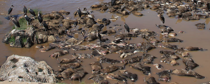 marabou storks eating wildebeest carcasses