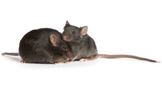 diabetic mice