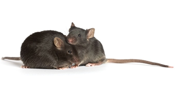 diabetic mice