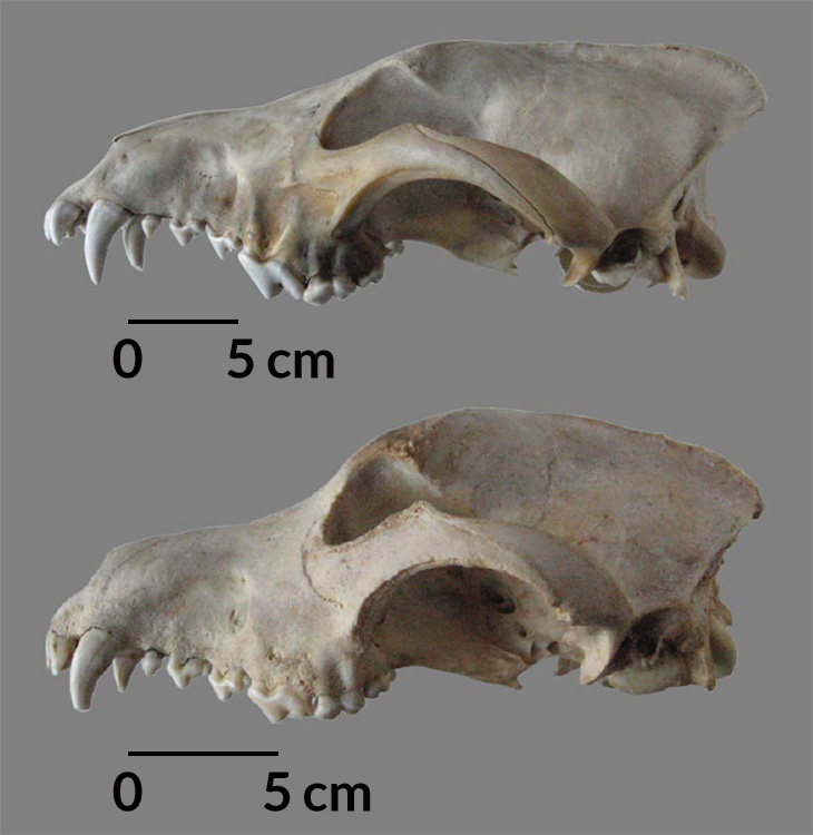 dog vs wolf skulls