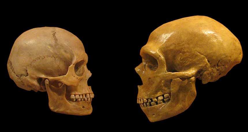 human skull and Neandertal skull
