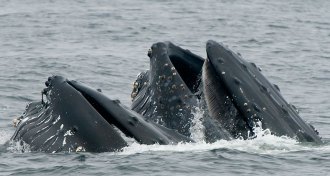 humpback whale