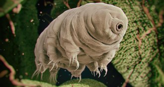 tardigrade