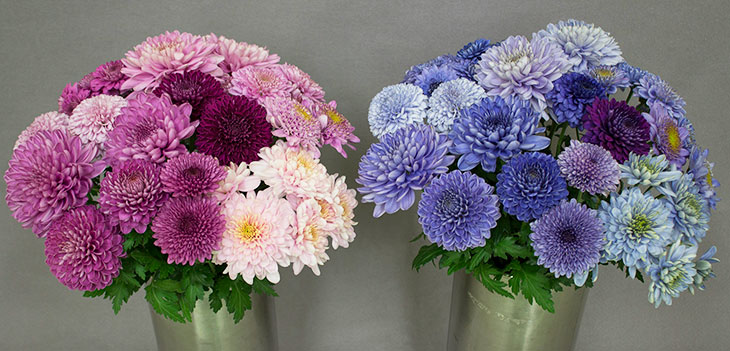pink and magenta chrysanthemums, and blue and purple crhysanthemums