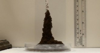fire ants forming a tower in the lab