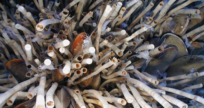Tube worms
