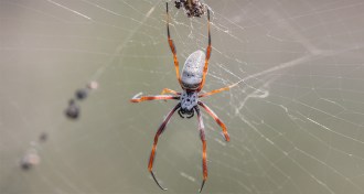 Nephila edulis spider
