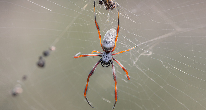 Nephila edulis spider