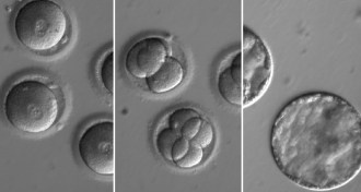 fertilized human eggs and embryos