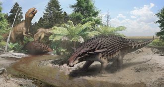 armored dinosaur illustration