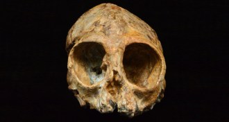 infant ape skull