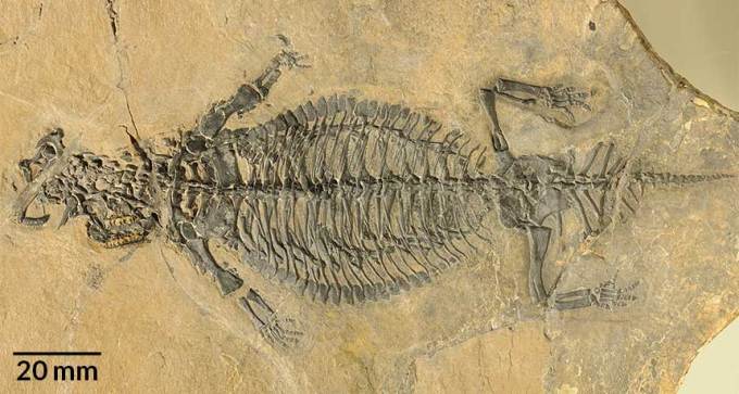 Eusaurosphargis dalsassoi