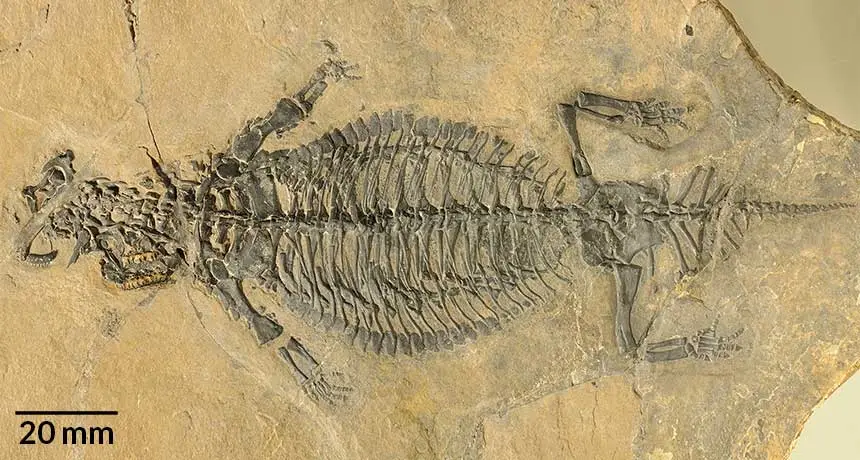 Eusaurosphargis dalsassoi