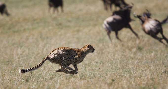 cheetah and wildebeests