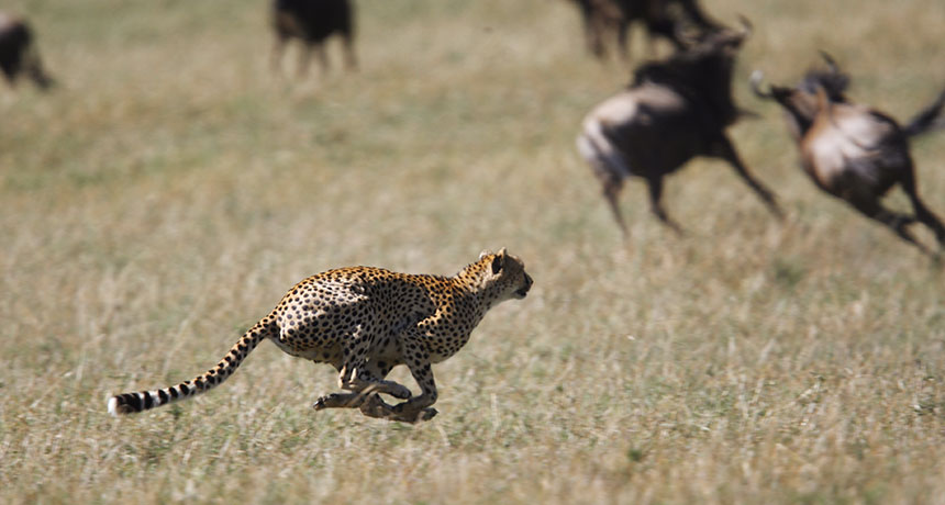cheetah and wildebeests