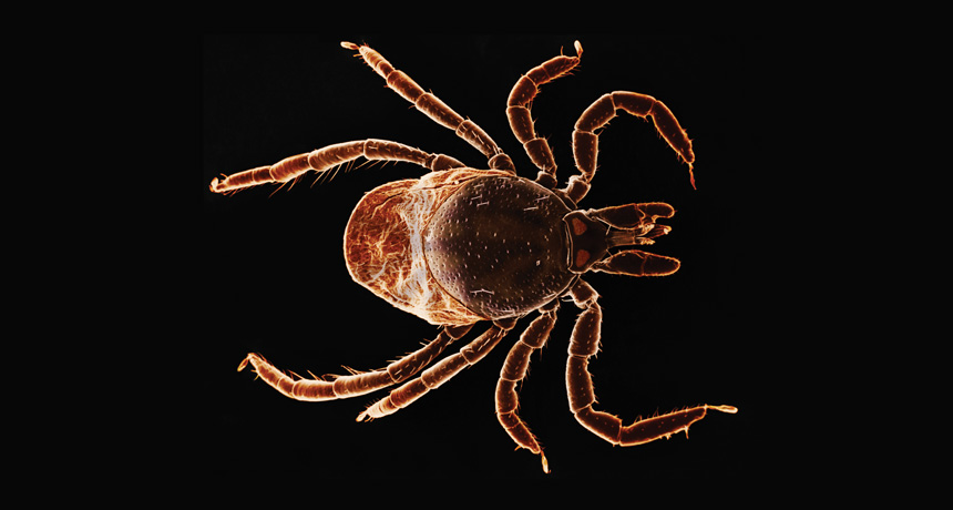 Black-legged tick