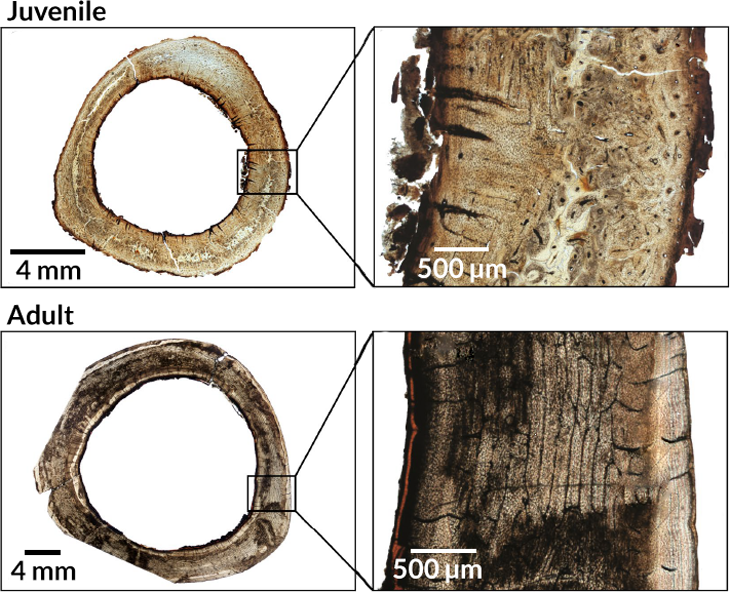 dodo bone cross sections