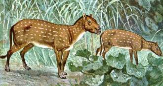 Hyracotherium illustration