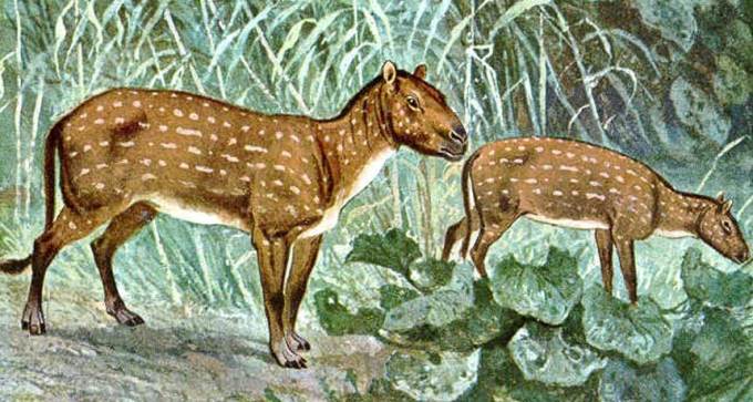Hyracotherium illustration