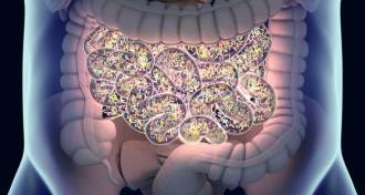 illustration of human gut