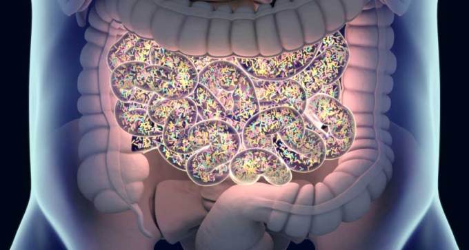 illustration of human gut