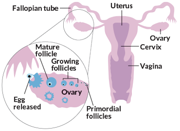 primordial follicles