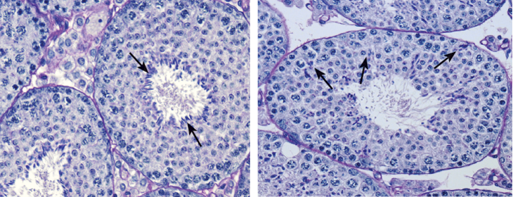 mouse seminiferous tubule