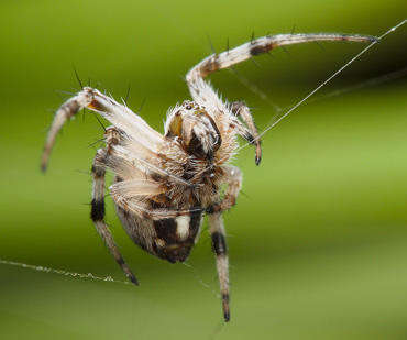orb weaver spider