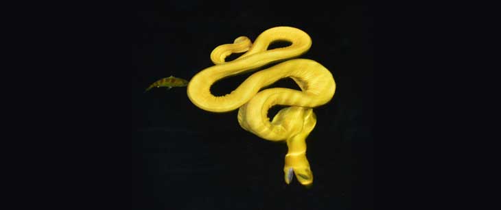 Hydrophis platurus xanthos