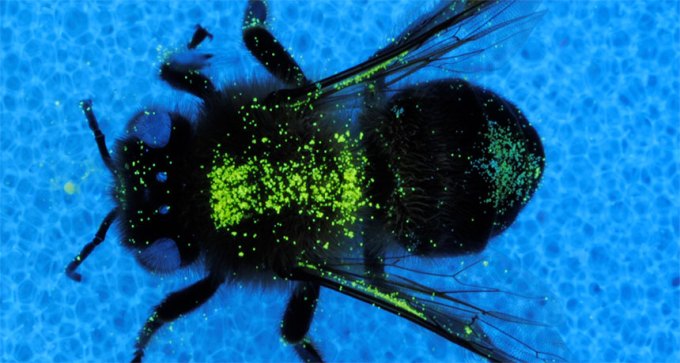 pollen on a bee under UV light