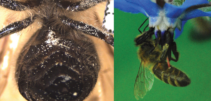 bee abdomen dusted with pollen, and bee visiting a flower